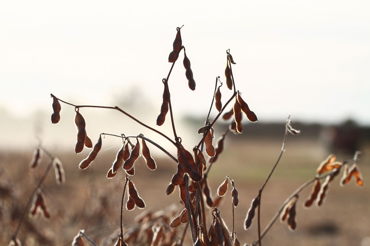 La soja está llegando al final de la cosecha con resultados menores que los esperados por el efecto sequía.