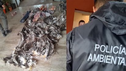 Jovita: en dos allanamientos a cazadores furtivos, secuestran restos de 29 animales protegidos