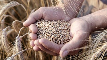 El trigo aportaría US$ 2.819 millones