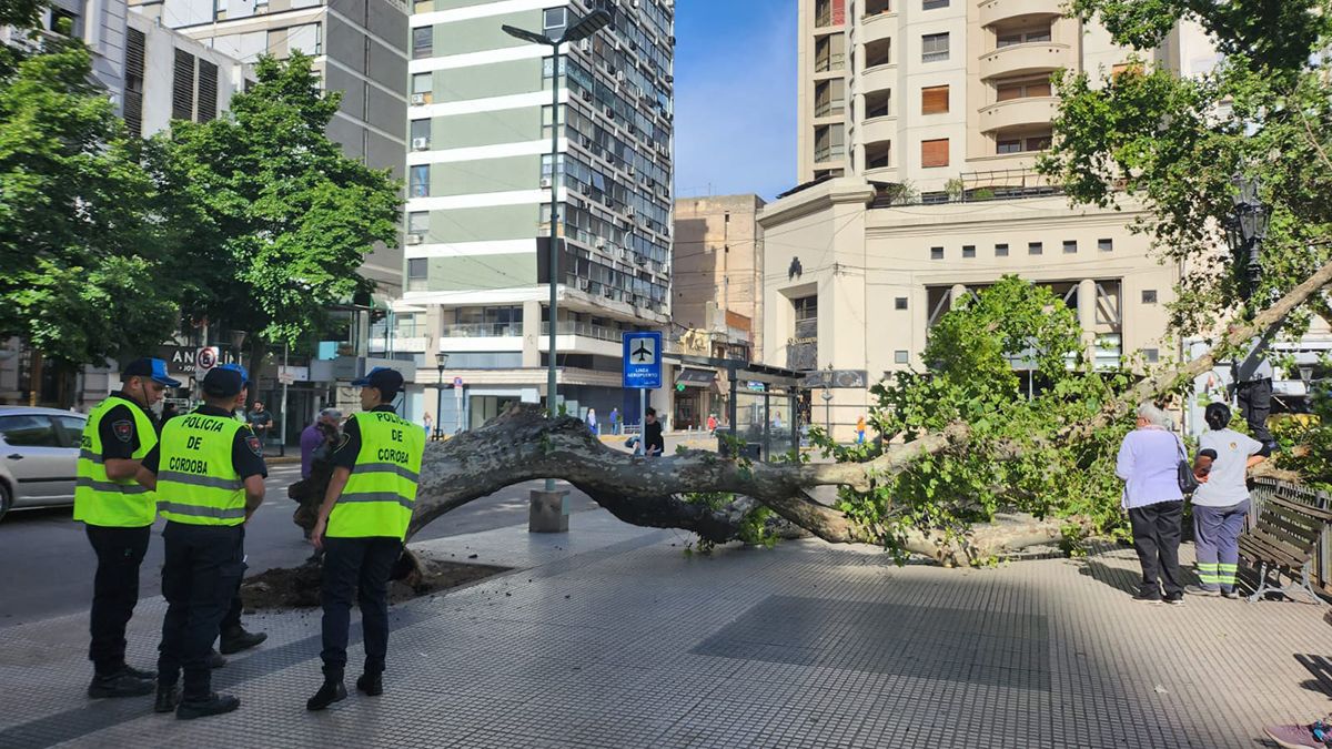 Plaza Roca: El viento arrancó un árbol que quedó tendido sobre la vereda