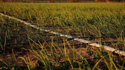 Bayer y Prodeman: un acuerdo para impulsar la agricultura regenerativa