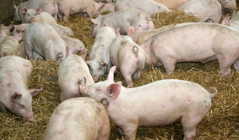 La Provincia definió una sanción de 100 mil pesos sobre el productor que dio origen a los casos de triquinosis.