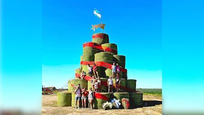 Morrison: el árbol de Navidad de rollos de alfalfa y un deseo especial