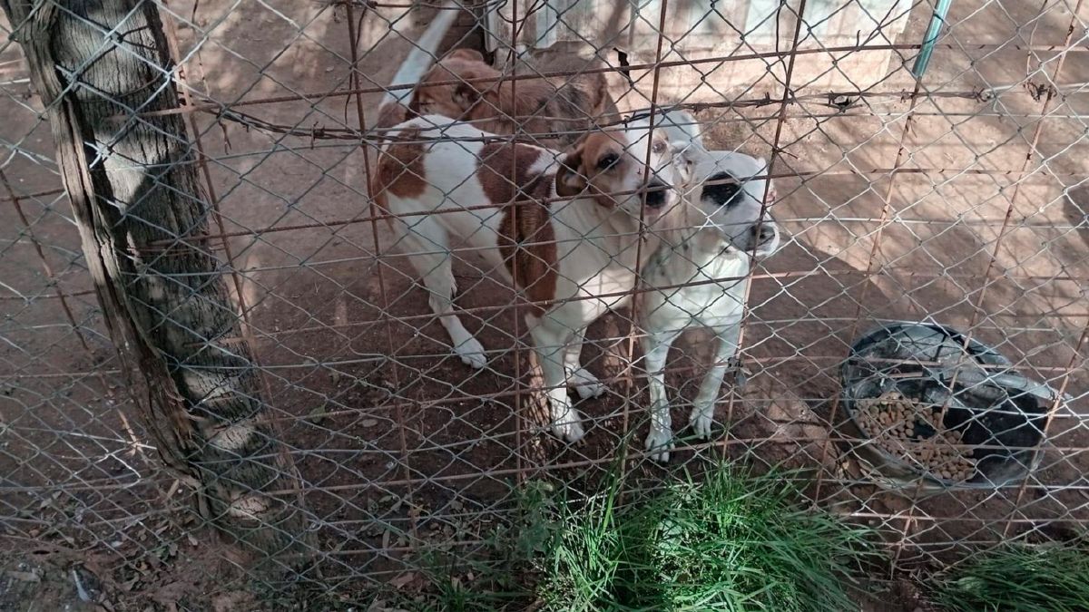 son los gatos y los perros asustados de las tormentas eléctricas