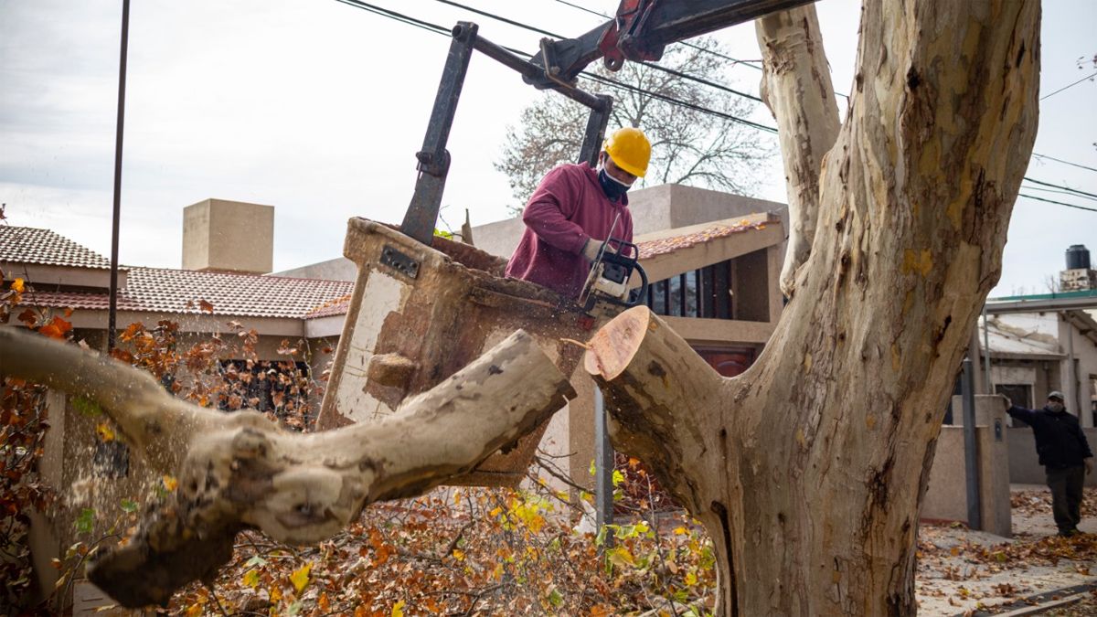 La poda comenzó en algunos sectores de Banda Norte y sigue en el centro.