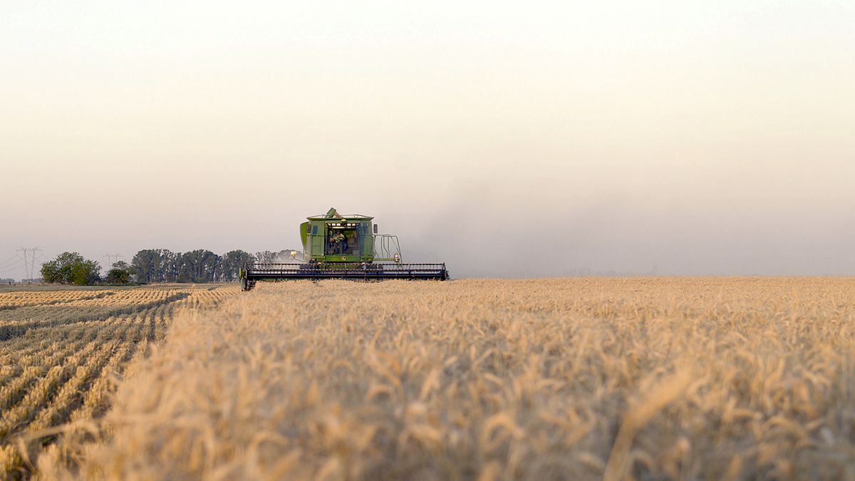 El trigo se agrandó este año y va por el récord histórico de cosecha.