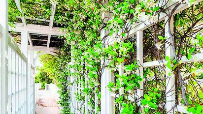 Qué plantas debes usar para tu jardín vertical