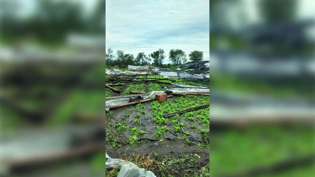 La tormenta causó importantes daños en el cinturón verde de Río Cuarto