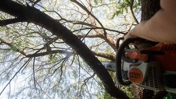 Por su avanzado estado de deterioro, extraerán un árbol en Carlos Pellegrini al 200