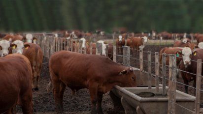 Cómo prevenir el estrés calórico en el ganado bovino