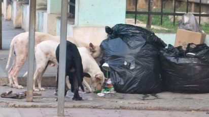 Preocupación por la repetición de ataques de perros en Huinca: una mujer fue hospitalizada