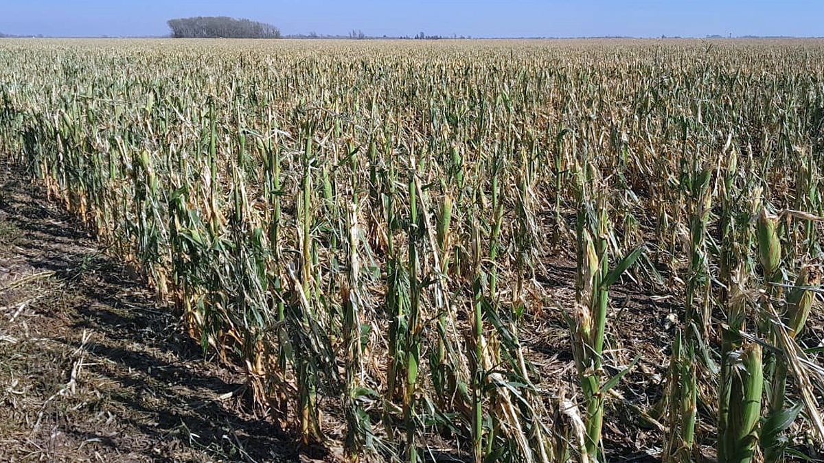 Uno de los lotes de maíz castigados por la manga de granizo que cruzó el martes a la noche por la zona.