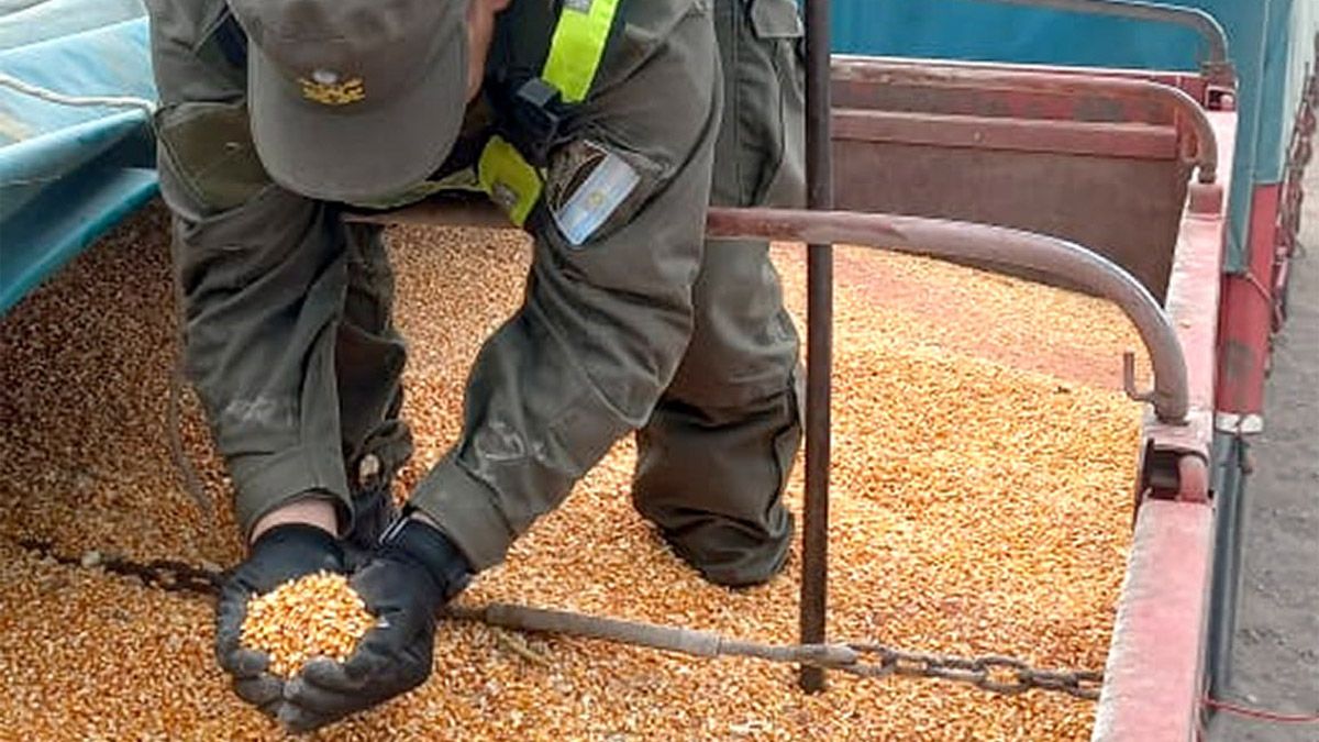 Los gendarmes revisan la carga de maíz que salió de La Aguada