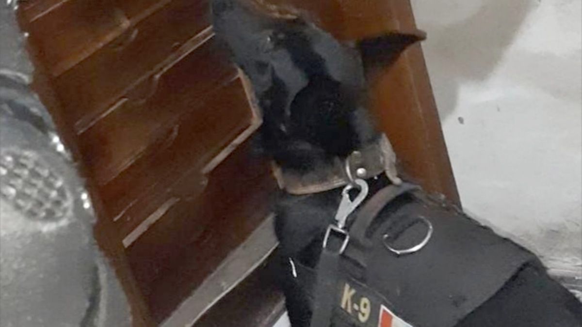 Un can detector de narcóticos participó del procedimiento.