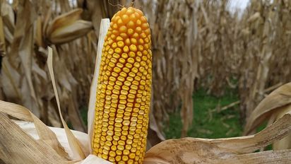 El USDA ajustó la estimación de producción de maíz para la campaña 2022/23 
