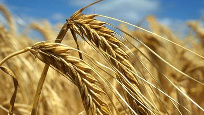 Con la siembra pronta a comenzar, estiman que el área de trigo podría expandirse casi 10%