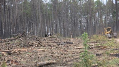 Tala de pinares en Alpa Corral: Policía Ambiental dice que está autorizada