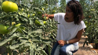 Trabajan para reducir el uso de pesticidas en cultivos de tomate