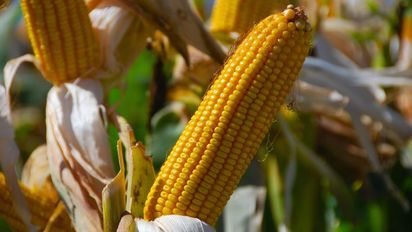 Ante climas adversos, producir con manejo estratégico hace la diferencia