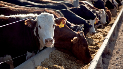 En los feedlots esperan nuevas mejoras para el precio del gordo