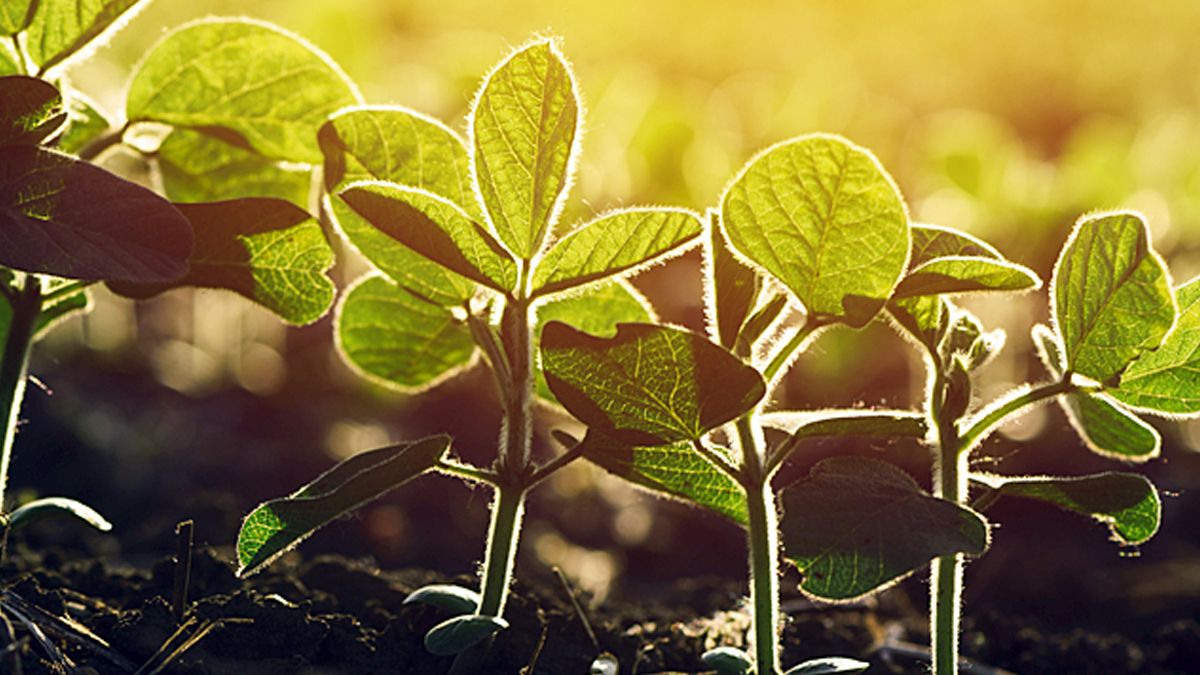 Bayer anticipó el lanzamiento de 7  nuevas variedades de sojas Asgrow