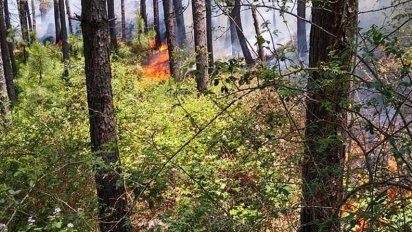 Río de los Sauces: 53 bomberos y 15 unidades siguen en combate del incendio