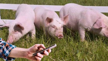 El Mercado Digital Porcino presentó en Rosario el precio de referencia Rosporc
