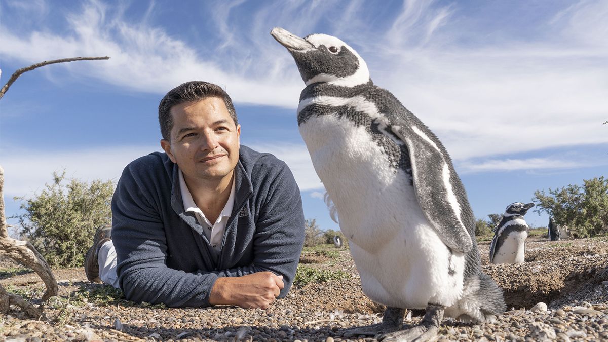 El científico García Borboroglu se dedica desde hace 34 años a mejorar la calidad de vida de los pingüinos y trabajar por la conservación de esa especie. Foto Gentileza: García Borboroglu.