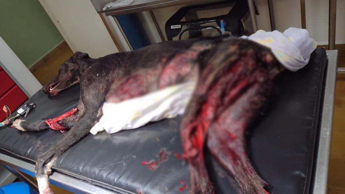La perra “Negrita” fue trasladada a una veterinaria
