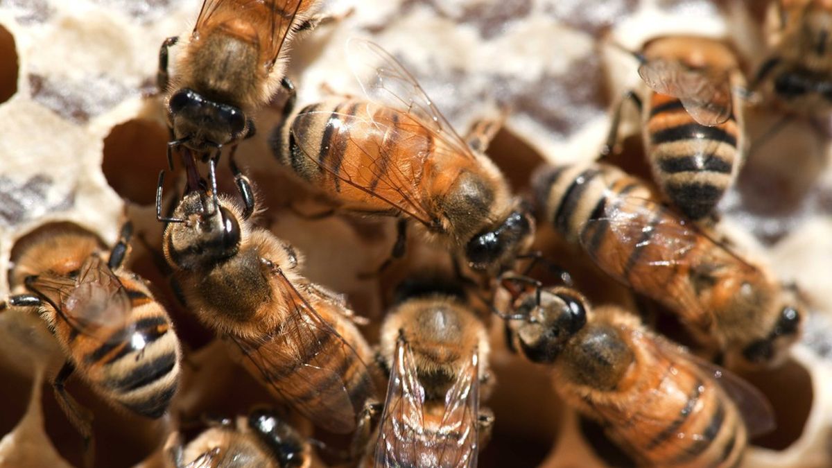 Las colmenas deben ubicarse en lugares con suficiente flora que garantice una buena alimentación de las abejas.