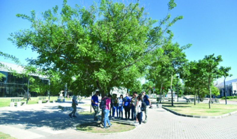 Según el censo, faltan más de 1.100 árboles en el barrio Ameghino