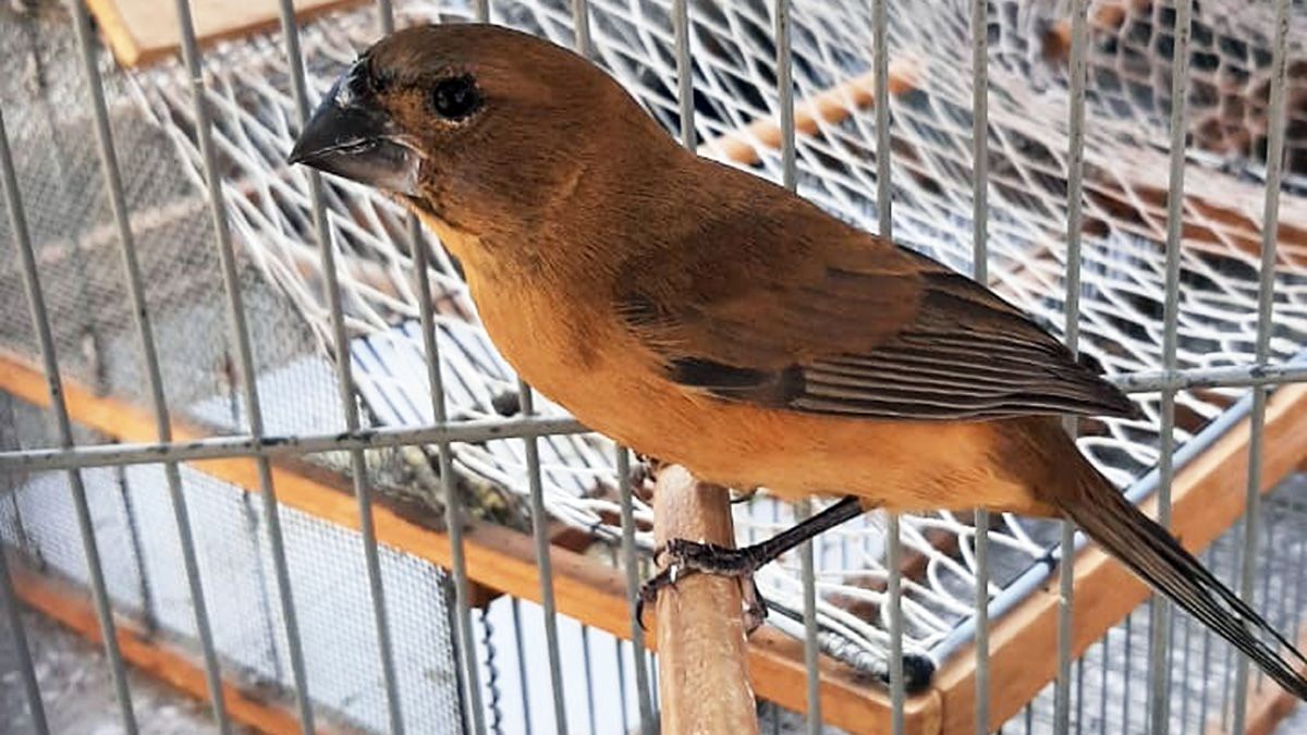 Más de 40 aves fueron encontradas en cautiverio.