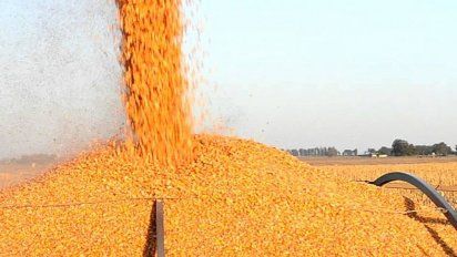 Criptosoja y Criptomaíz para transacciones y reconomiento de regalías