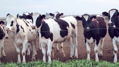 Denuncian una situación terminal de los tambos de todos el país