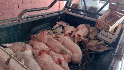 Se robaban 15 lechones pero los descubrió la Policía y los detuvieron