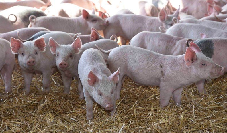 La Asociación Argentina de Productores Porcinos y la China para la Promoción y el Desarrollo Industrial firmaron un acuerdo.