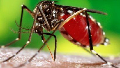Cerca de la ciudad de Alta Gracia detectaron un caso de dengue importado