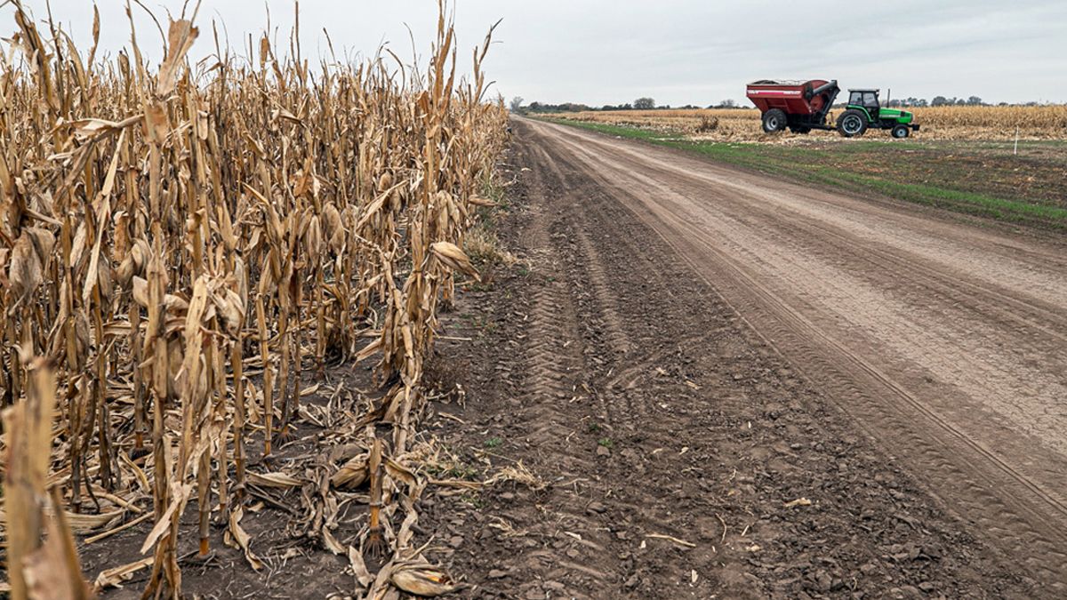 Los lotes de maíz soportaron mejor de lo esperado la falta de lluvias en buena parte del país.