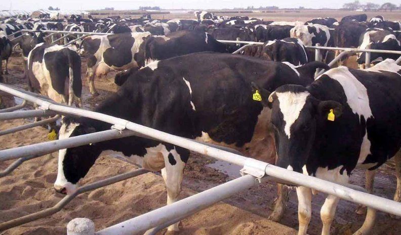 La lechería había encausado en parte su cadena productiva con relación a los costos, pero la corrida cambiaria que inició el lunes volvió a poner en jaque a los productores.