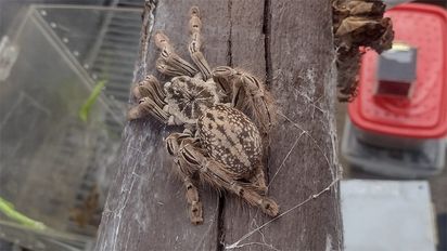 Desde Córdoba, enviaba por encomienda animales invertebrados al exterior