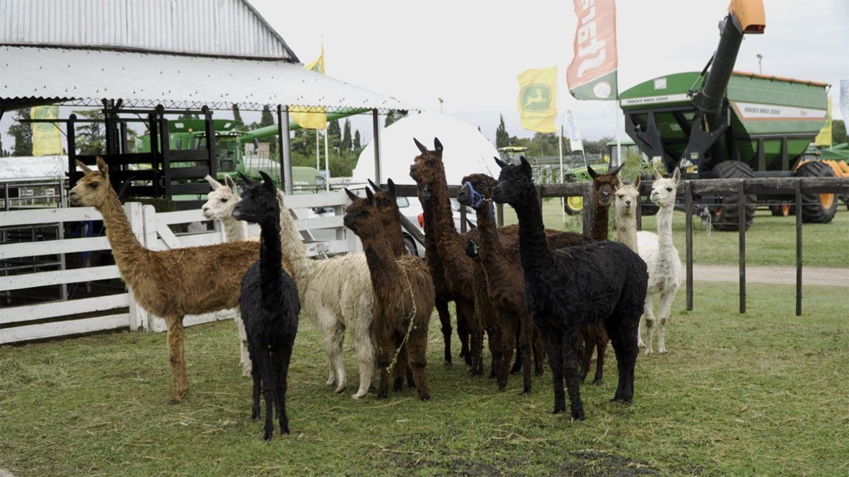 Las alpacas se convirtieron en otro punto de atracción de la muestra.