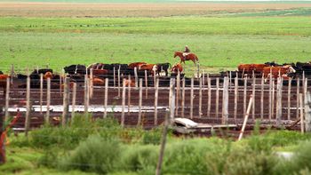 Córdoba perdió casi 442 mil cabezas de ganado en 10 años