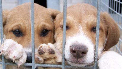 Perros mordieron a dos mujeres: imputaron al dueño