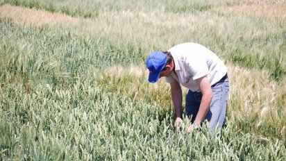 En Córdoba, la producción de trigo está certificada