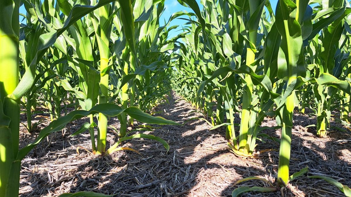 Se prevé que el 11% del área sembrada de maíz ya se habría perdido