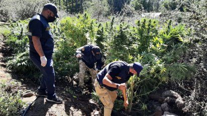 La Policía Federal desmanteló un cultivo de marihuana en Calamuchita