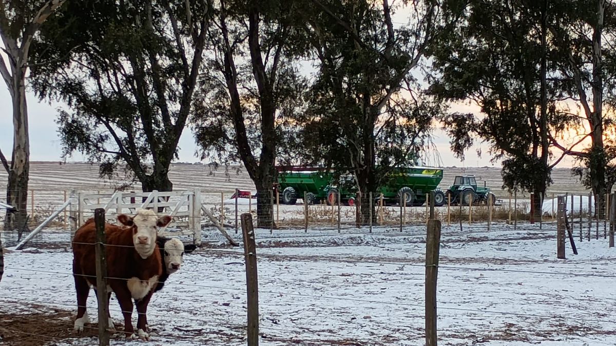 Postales de la nieve en los campos de la región