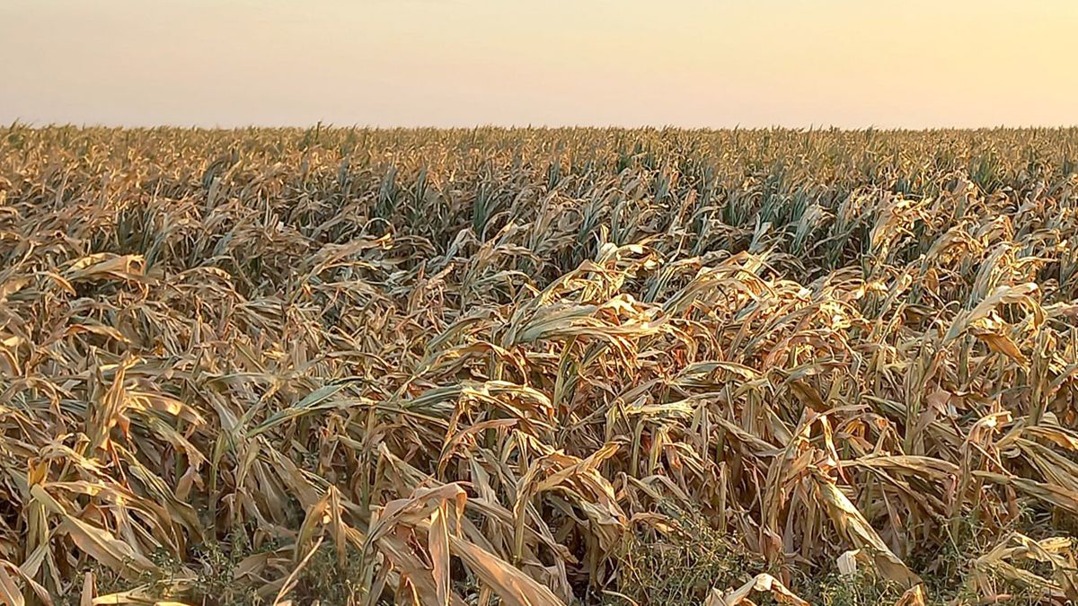 Los maíces vienen sufriendo el estrés hídrico por la falta de humedad y olas de calor.