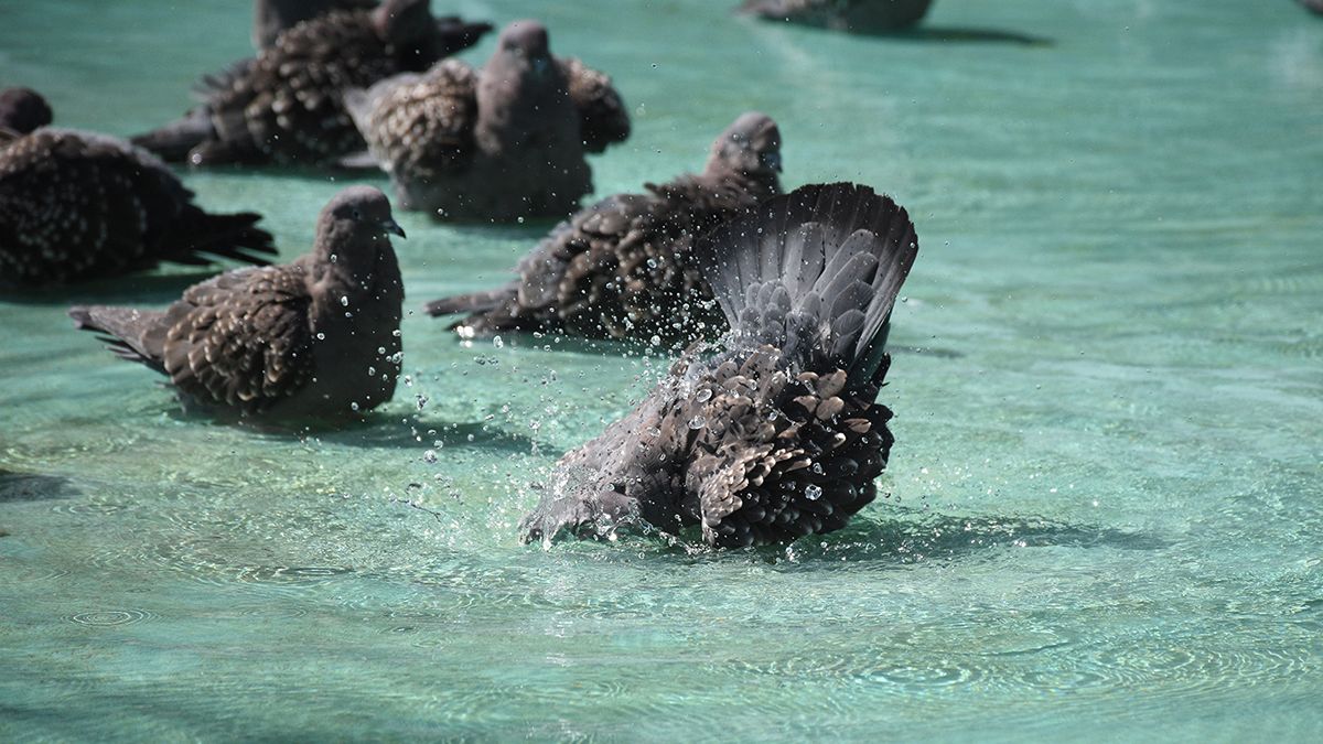 En la fuente de la plaza Roca