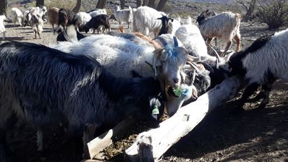 Elaboran un calendario sanitario para el ganado caprino